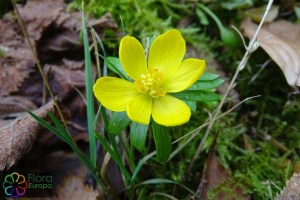 Eranthis hyemalis (7)